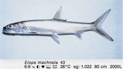 Elops machnata